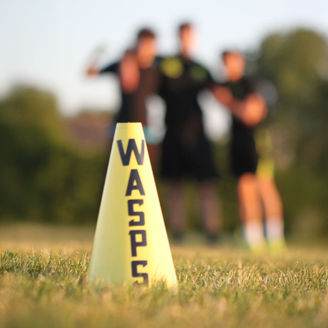 Wasps Cone1